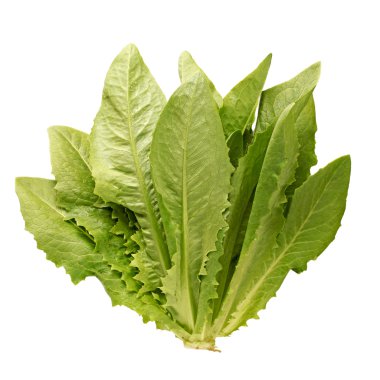Lactuca sativa l beyaz zemin üzerine