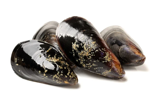 Fresh mussel on white background — Stock Photo, Image