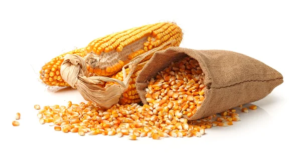 Grain corn closeup em um fundo branco — Fotografia de Stock