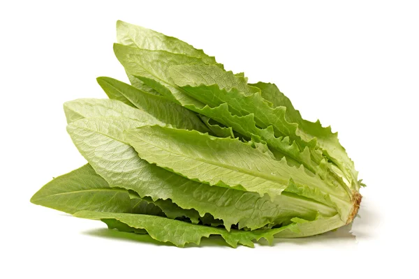 Lactuca sativa L su fondo bianco — Foto Stock