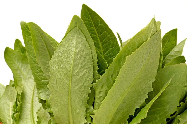 Lactuca sativa L on white background — Stock Photo, Image