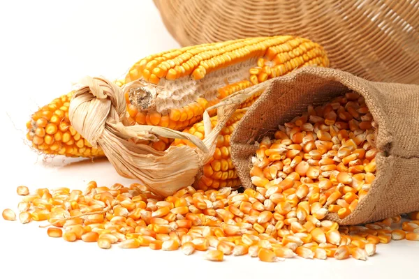 Grain corn closeup em um fundo branco — Fotografia de Stock