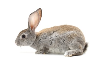 Beyaz arka planda gri tavşan