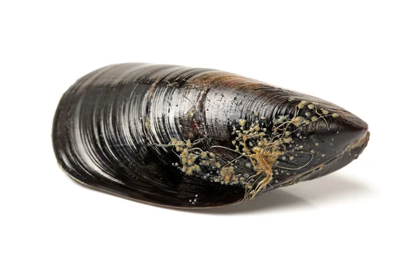 Verse mossel geïsoleerd op witte achtergrond. — Stockfoto