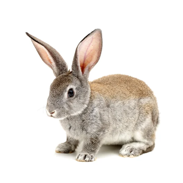Coniglio grigio su sfondo bianco — Foto Stock