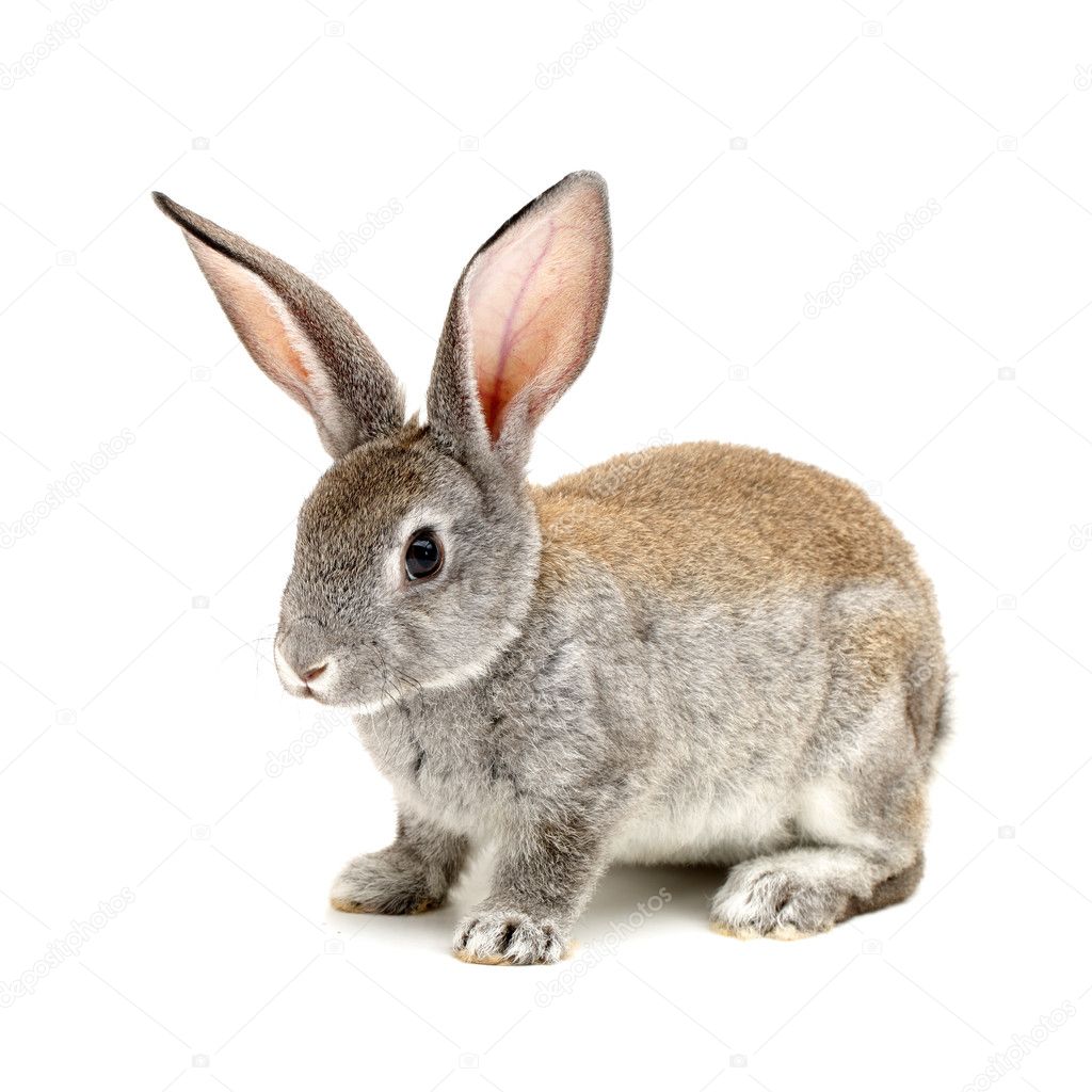 Grey rabbit on a white background