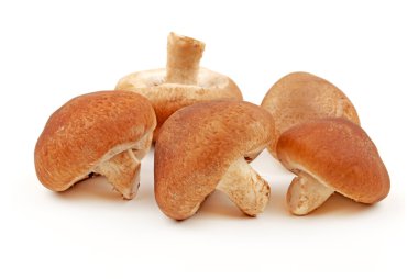 shiitake mantar beyaz zemin üzerine