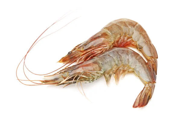 Raw shrimp isolated on white background — Stock Photo, Image