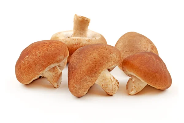 Cogumelo shiitake no fundo branco — Fotografia de Stock