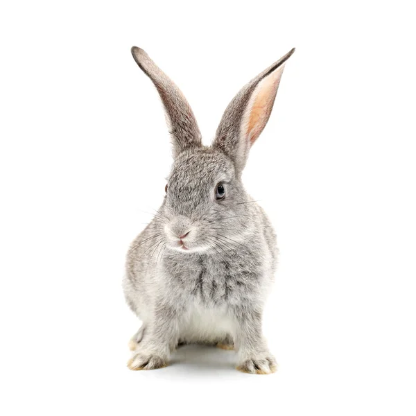 Серый кролик на белом фоне — стоковое фото