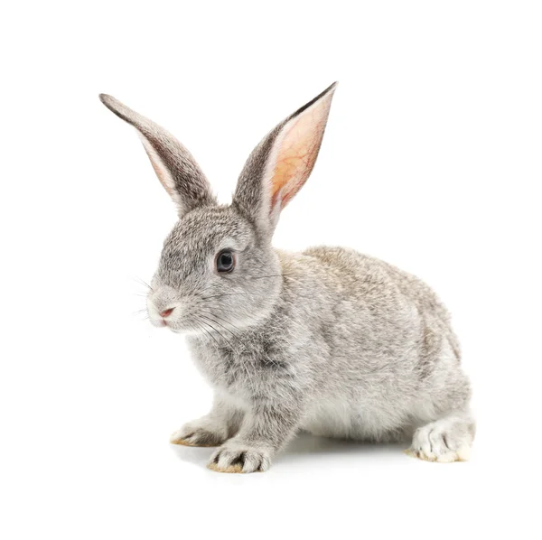 Beyaz arka planda gri tavşan — Stok fotoğraf