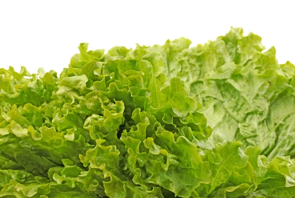 Lechuga fresca sobre fondo blanco — Foto de Stock