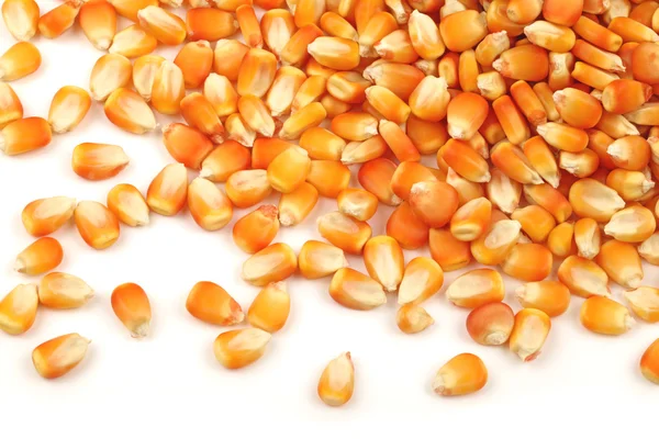 白い背景の上穀物トウモロコシのクローズ アップ — ストック写真