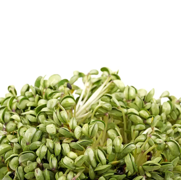在白色背景上的绿色大豆豆芽 — 图库照片