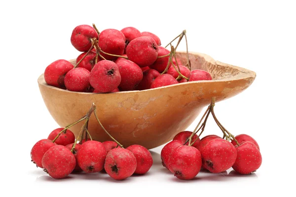 Hawthorn on white background — Stock Photo, Image