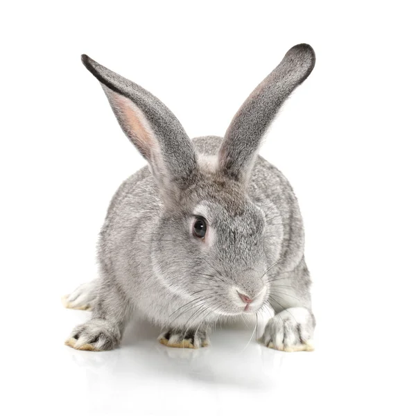 Серый кролик на белом фоне — стоковое фото