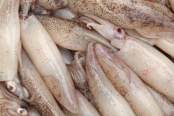 Vers gevangen squid — Stockfoto