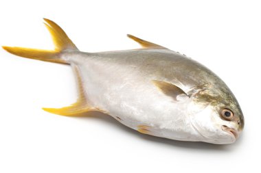 Pomfret beyaz zemin üzerine
