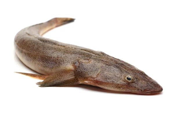 Raw fishes on a white background — Stock Photo, Image