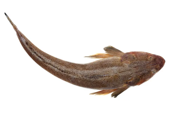 Rohe Fische auf weißem Hintergrund — Stockfoto