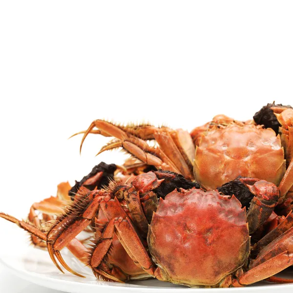 Cooked crab isolated in white background — Stock Photo, Image