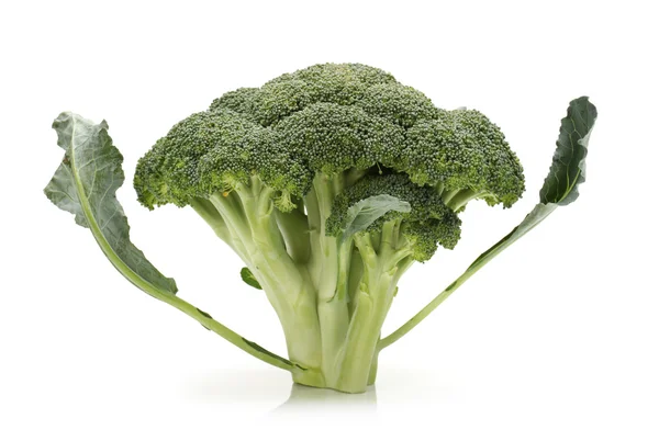 Broccoli isolati su fondo bianco — Foto Stock