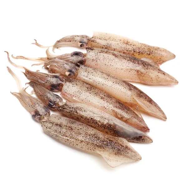 Frisch gefangener Tintenfisch — Stockfoto