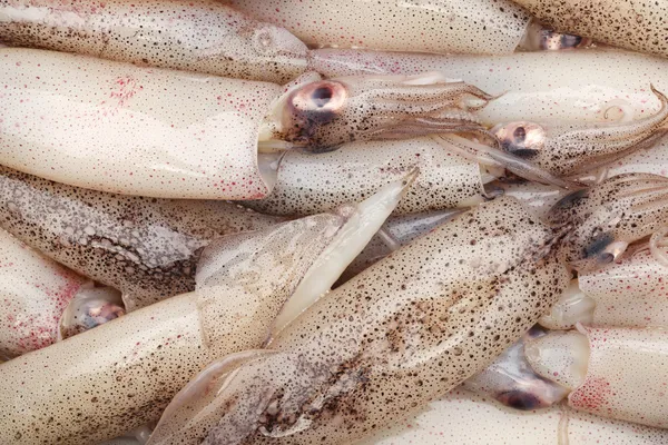 Calamar recién capturado —  Fotos de Stock