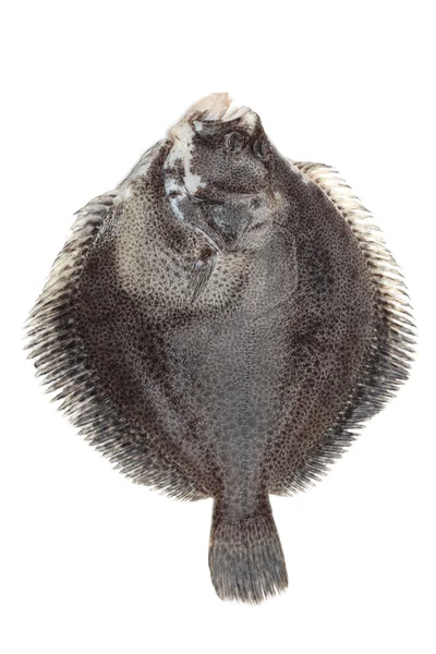 大菱鲆鱼 — 图库照片