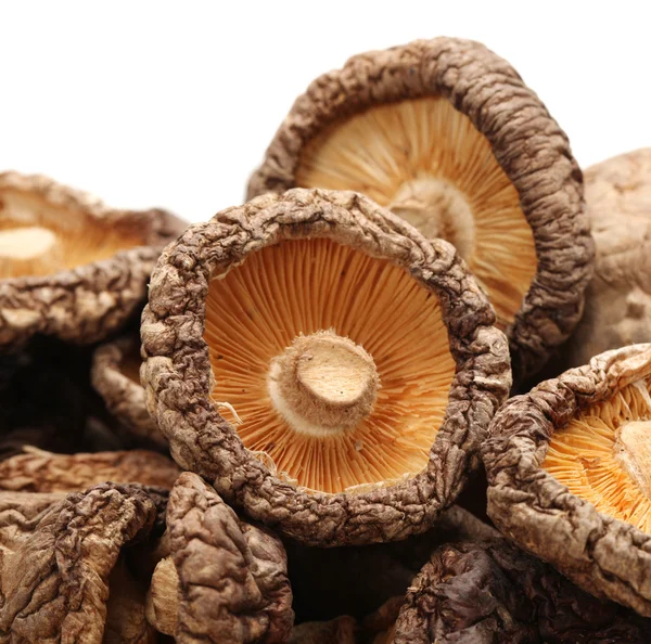 Torra svampar isolerad på vit bakgrund — Stockfoto