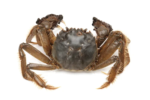 Crab on white background — Stock Photo, Image