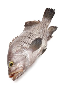 beyaz zemin üzerine taze orfoz