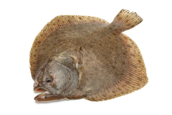 Poisson turbot, isolé sur blanc — Photo