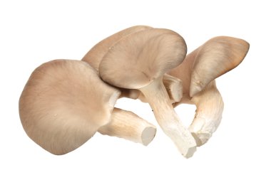Beyaz arka planda istiridye mantarı