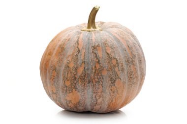 beyaz arkaplanda kabak