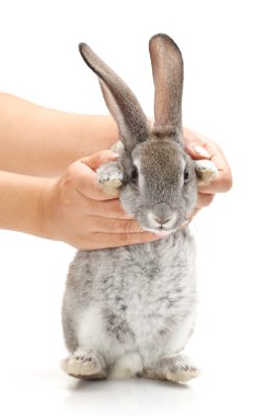 Beyaz arka planda gri tavşan