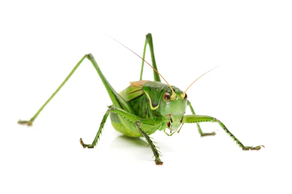 Makrobild einer Heuschrecke isoliert auf weißem Hintergrund — Stockfoto