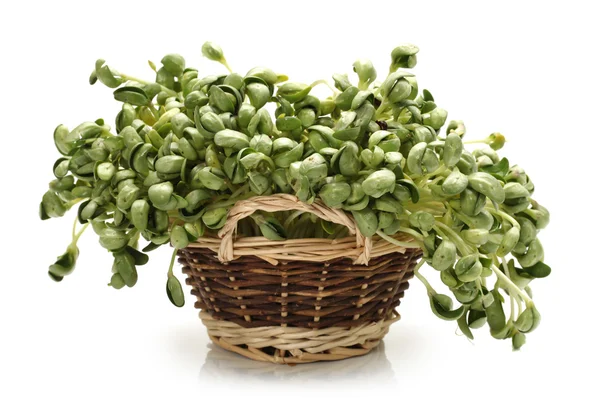 Grüne Sojasprossen auf weißem Hintergrund — Stockfoto