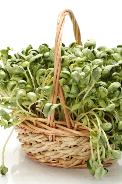 Green soybean sprouts on white background — Stock Photo, Image