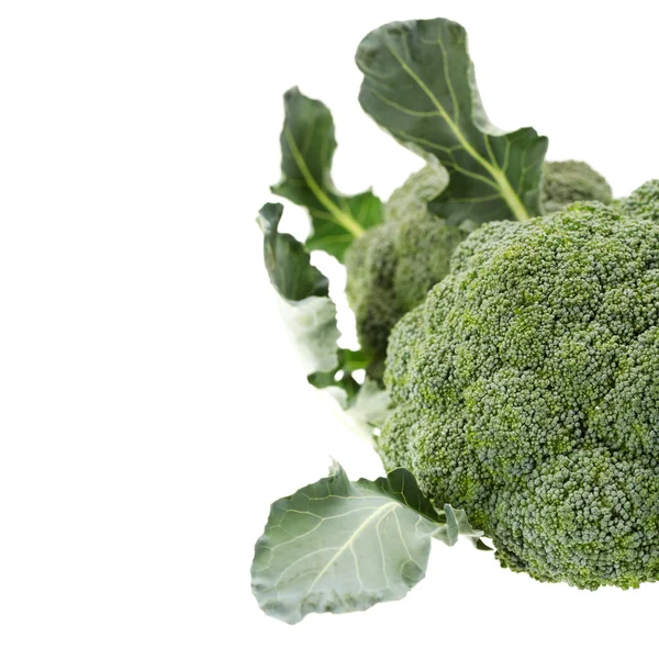 Broccoli isolati su fondo bianco — Foto Stock