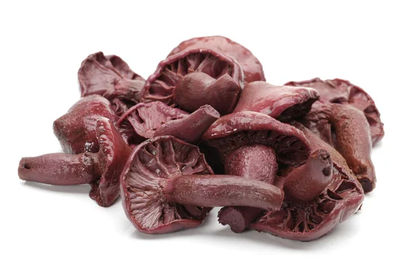 Hongos de pino rojo cocidos para cocinar crudos sobre fondo blanco — Foto de Stock