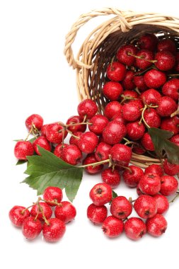 Hawthorn on white background clipart