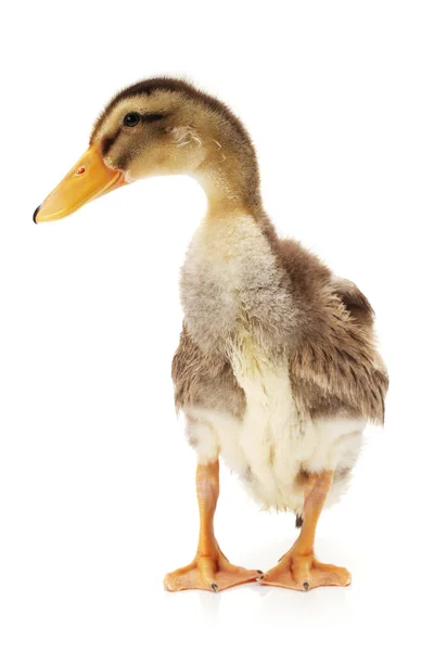 Duckling on white background — Stock Photo, Image