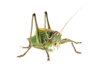 bir çekirge beyaz zemin üzerine izole makro görüntüsü
