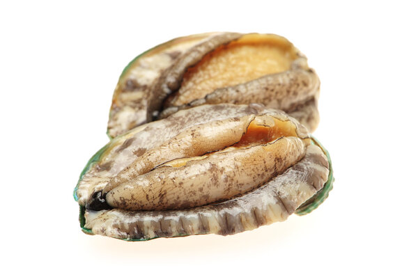 Сырые абалоны на белом фоне
