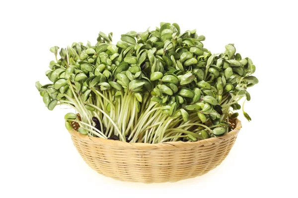 Black bean sprouts on white background — Stock Photo, Image