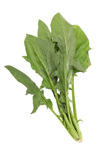 Spinach on white background — Stock Photo, Image