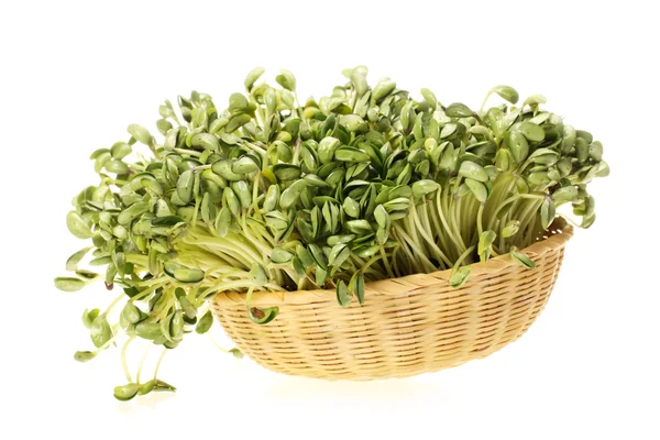 Black bean sprouts on white background — Stock Photo, Image