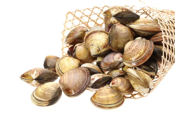 Clams on white background — Stock Photo, Image