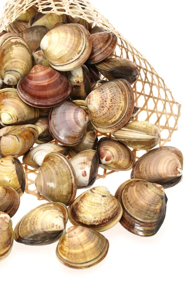 Clams on white background — Stock Photo, Image